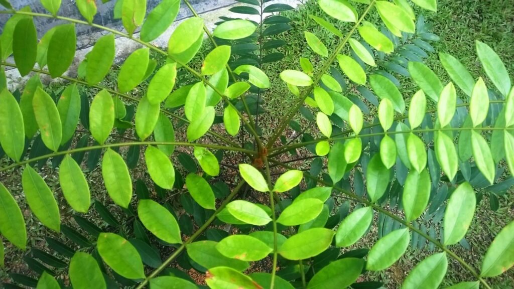 tongkat ali leaves from top